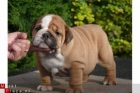 Cachorro de bulldog ingles 350 euro - mejor precio | unprecio.es