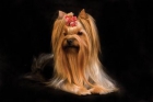 Fantasticos cachorritos de Yorkshire Terrier superminiatura, con muy buen pedigree, 600 euros. - mejor precio | unprecio.es