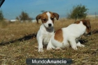 Jack russell terrier CRIADORES EN MADRID - mejor precio | unprecio.es