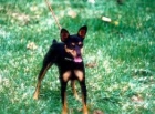 PERRO   "RATERET" - mejor precio | unprecio.es