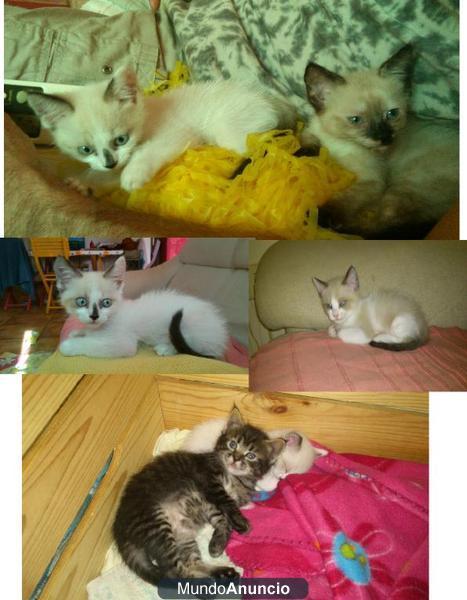 Regalamos GATITOS