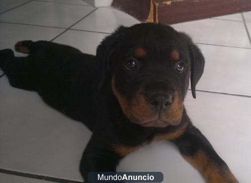 Regalo Regalo l Hermoso Cachorro Rottweiler Macho Excelente Calidad