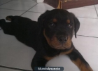 Regalo Regalo l Hermoso Cachorro Rottweiler Macho Excelente Calidad - mejor precio | unprecio.es