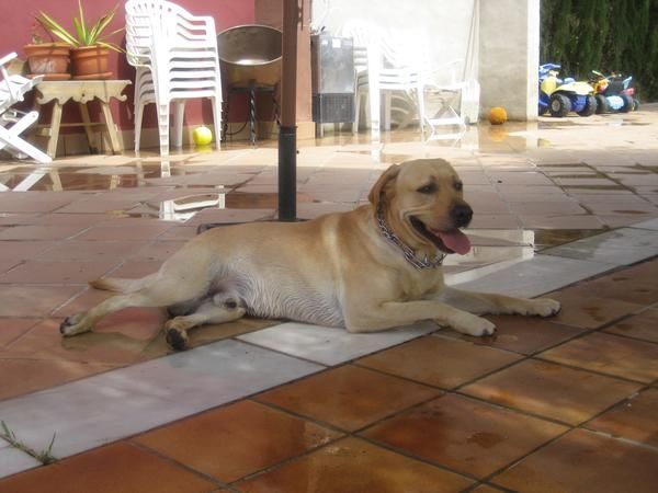 SE OFRECE LABRADOR PARA MONTA DE EXCELENTE PEDIGREE
