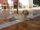 SE OFRECE LABRADOR PARA MONTA DE EXCELENTE PEDIGREE - mejor precio | unprecio.es