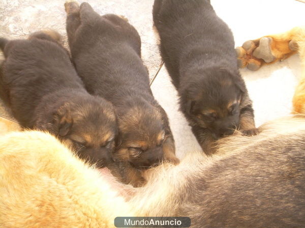 VENTA CACHORROS PASTOR ALEMAN