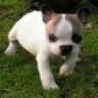 000000EXCELENTES CACHORROS BULLDOG FRANCES NACIONALES 444444444 - mejor precio | unprecio.es