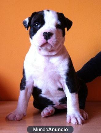 American Staffordshire Terrier