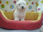 Bichon maltes - mejor precio | unprecio.es