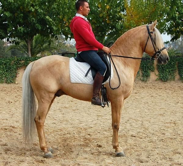 CABALLO HISPANO LUSITANO PERLA O PALOMINO