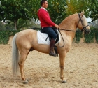 CABALLO HISPANO LUSITANO PERLA O PALOMINO - mejor precio | unprecio.es