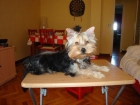 Cachorrita de Yorkshire Terrier con Pedigree - mejor precio | unprecio.es
