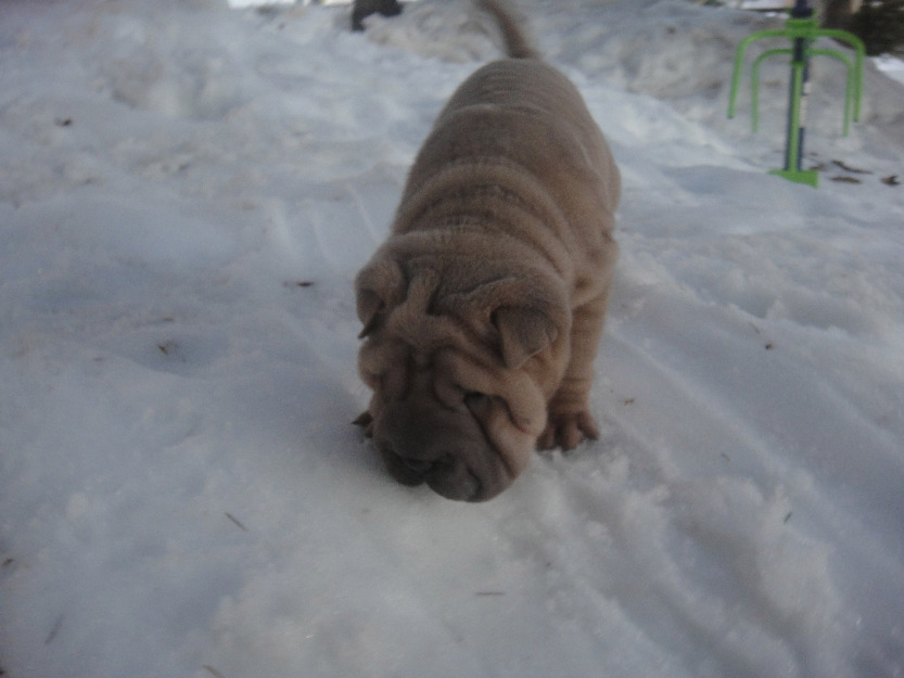 Espectaculares cachorros shar pei