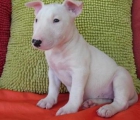 Excelentes cachorros de bullterrier - mejor precio | unprecio.es