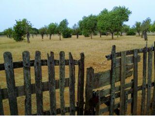 Finca/Casa Rural en venta en Llucmajor, Mallorca (Balearic Islands)