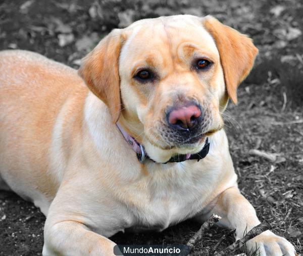 NOVIO PARA LABRADORA