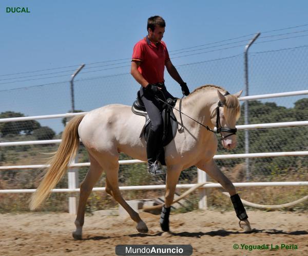 POTRO LUSITANO ALBINO