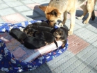 preciosos cachorros pastor aleman autenticos pedigriee 250 - mejor precio | unprecio.es