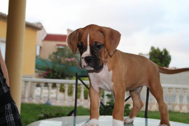 SE VENDEN PRECIOSOS CACHORROS DE BOXER