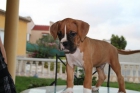 SE VENDEN PRECIOSOS CACHORROS DE BOXER - mejor precio | unprecio.es