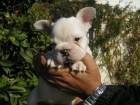 bulldog frances blanco y canela - mejor precio | unprecio.es