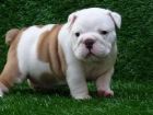 Bulldog Inglés hermoso para navidad - mejor precio | unprecio.es