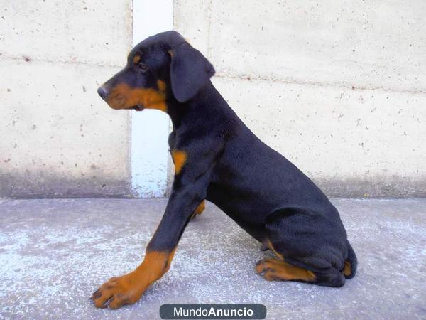 cachorro doberman macho