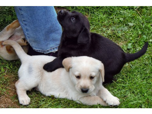 cachorros de Labrador Retriever