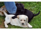cachorros de Labrador Retriever - mejor precio | unprecio.es