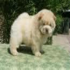 Calidad Chow Chow cachorros libre para adopción - mejor precio | unprecio.es