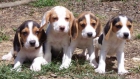 Camada Beagle - mejor precio | unprecio.es