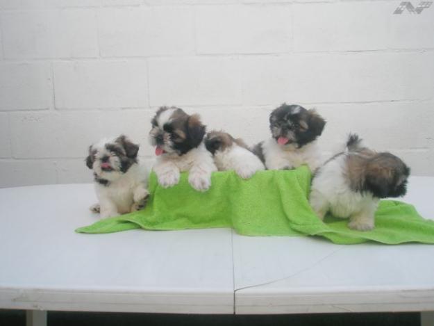 camada de shih tzu