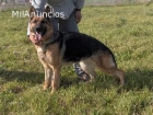 Gran camada de pastores alemanes - mejor precio | unprecio.es
