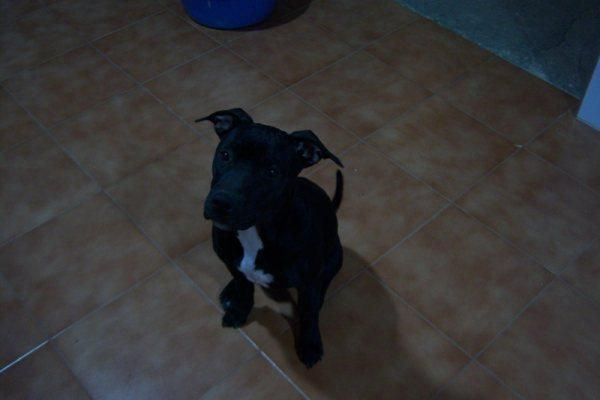 Malena american stafford sin hogar
