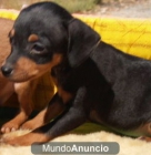 Mini Pinscher, disfruta con tu cachorrito - mejor precio | unprecio.es