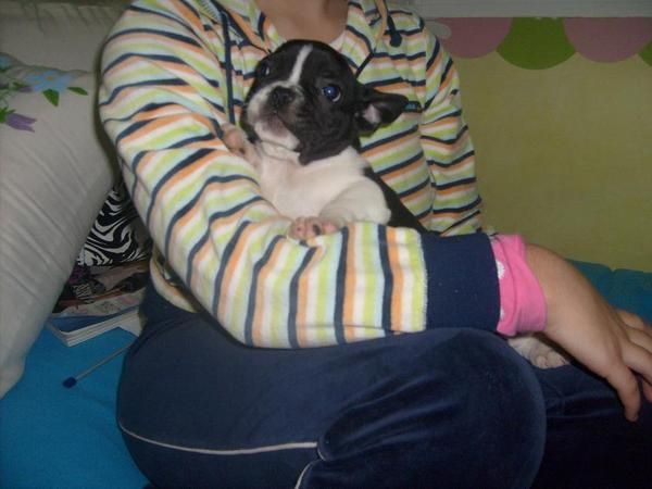 precioso  bulldon