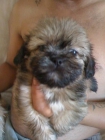 SE VENDE CACHORRO DE SHIT-ZU GUAPISIMOS - mejor precio | unprecio.es