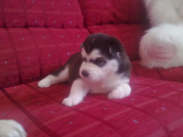 SE VENDE CACHORROS HUSKY SIBERIANO