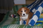 Venta cachorro beagle hembra 2 meses. 230 euros. - mejor precio | unprecio.es