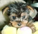 Yorkshire Terrier de Alta Calidad