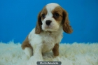 Cavalier-- machos y hembras con dos meses, con dos meses - mejor precio | unprecio.es