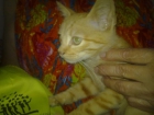 GATITO PRECIOSO - mejor precio | unprecio.es