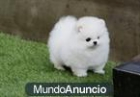 Gratis Regalo cachorros de pomeranian para su adopcion - mejor precio | unprecio.es
