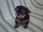 hembra yorkshire terrier con pedigri L.O.E. - mejor precio | unprecio.es