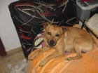 perro abandonado busca hogar adoptivo - mejor precio | unprecio.es