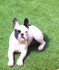 Se ofrece monta bulldog frances - mejor precio | unprecio.es