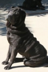 shar pei americano busca novia - mejor precio | unprecio.es