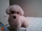 busco perro bichon maltes para cruce con hembra bichon maltes - mejor precio | unprecio.es