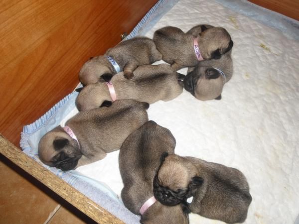 Carlinos de 1 mes