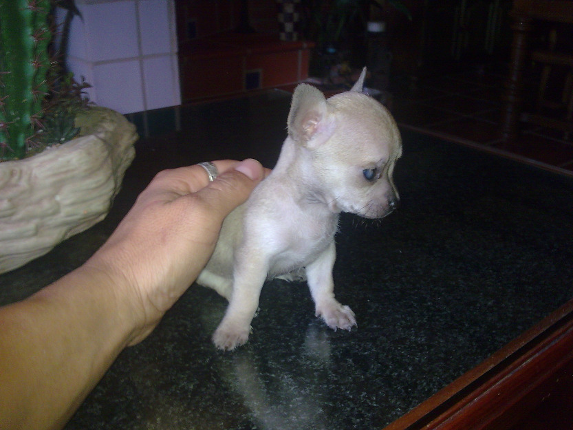 chihuahuas toy mini